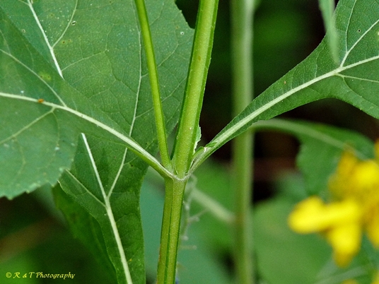 {Verbesina occidentalis}